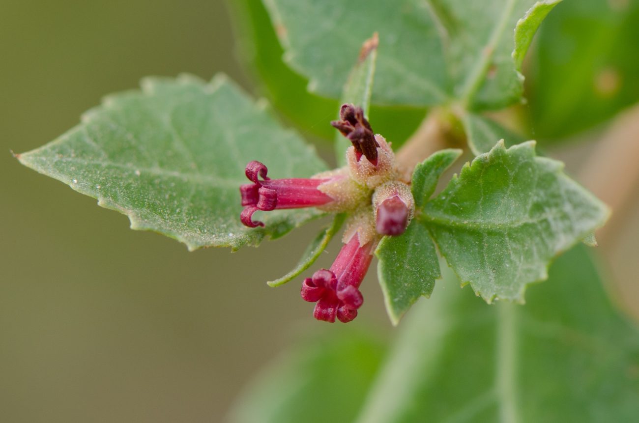 Guggulu (Commiphora mukul) in musculoskeletal pain management